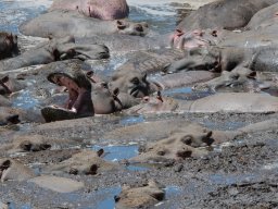 Bologonja_Seronera2009-3